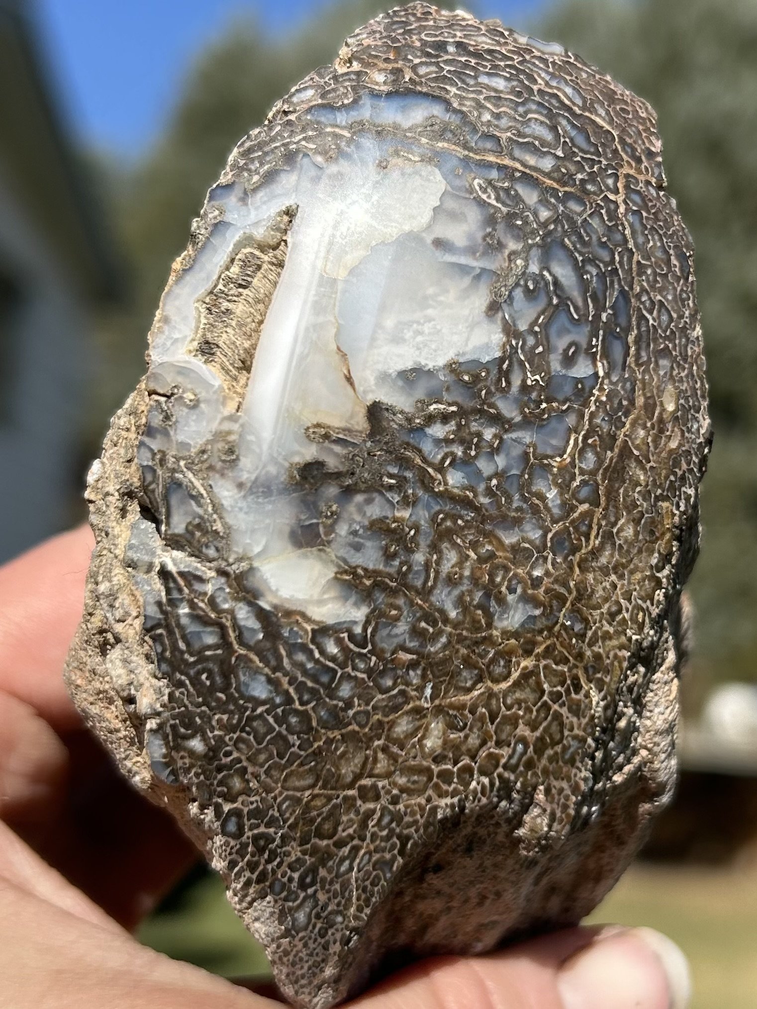 Beautiful Glassy Polished Agatized Dinosaur Gem Bone Large Cell w/Water Lines Jurassic Morrison, CO