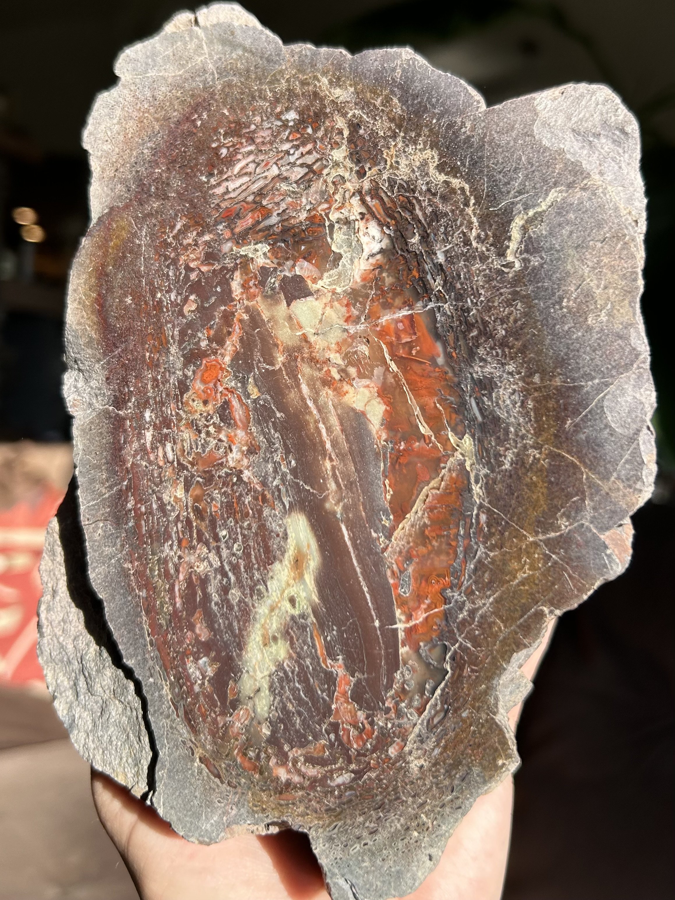 Incredible Large Cell Polished Agatized Dinosaur Gem Bone Specimen - 4.1lbs Jurassic Morrison, CO