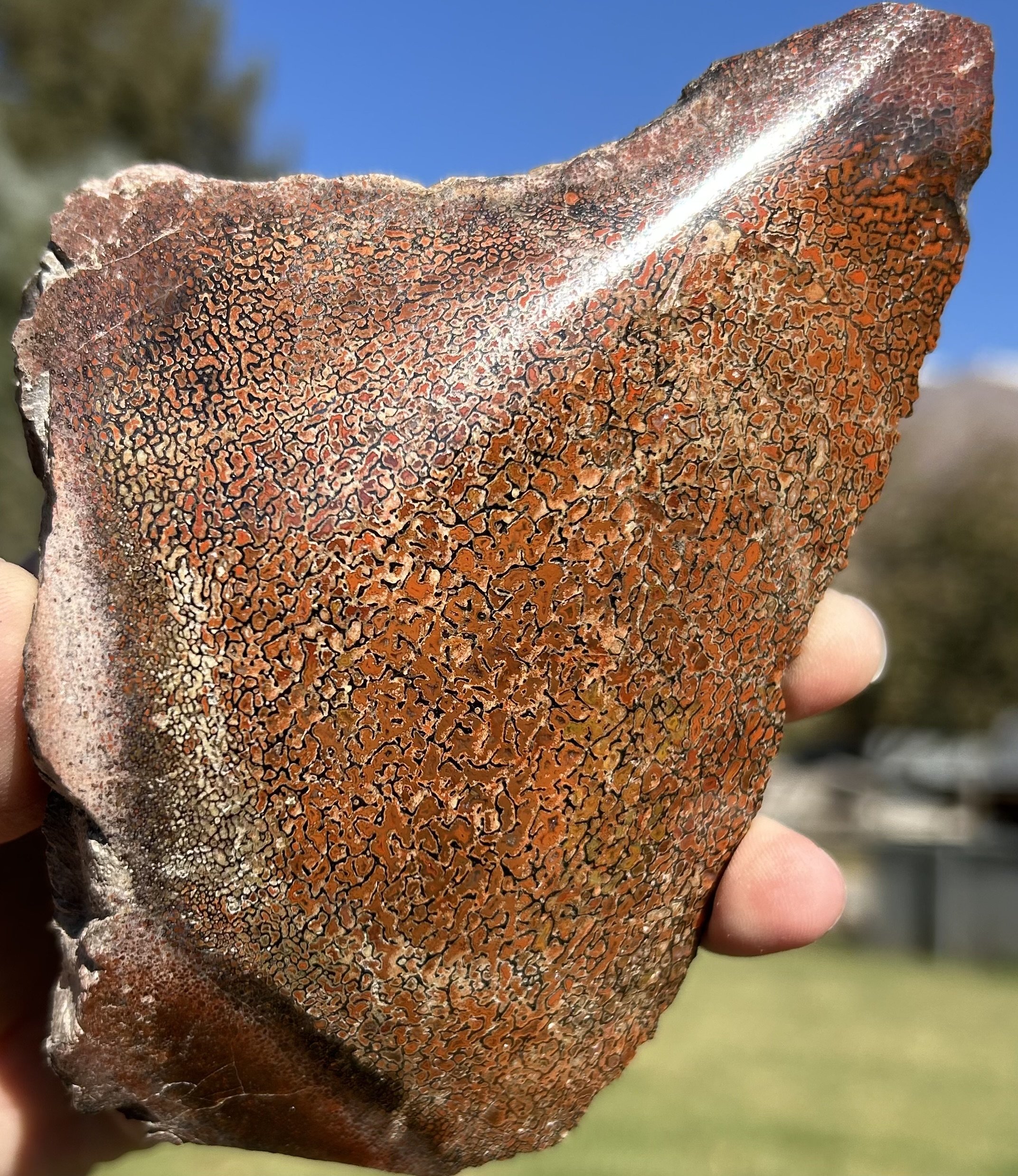 Beautiful Red Freeform Polished Dinosaur Gem Bone Specimen - Agatized Jurassic Dinosaur Bone