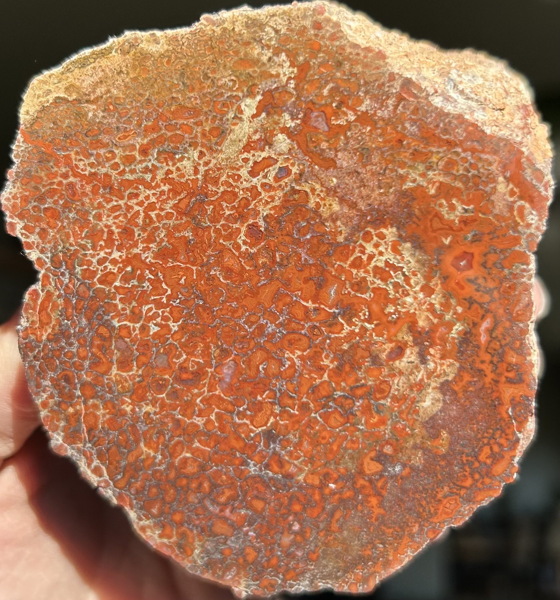 Nice Deep Red Polished Agatized Dinosaur Gem Bone Specimen Jurassic Morrison, CO