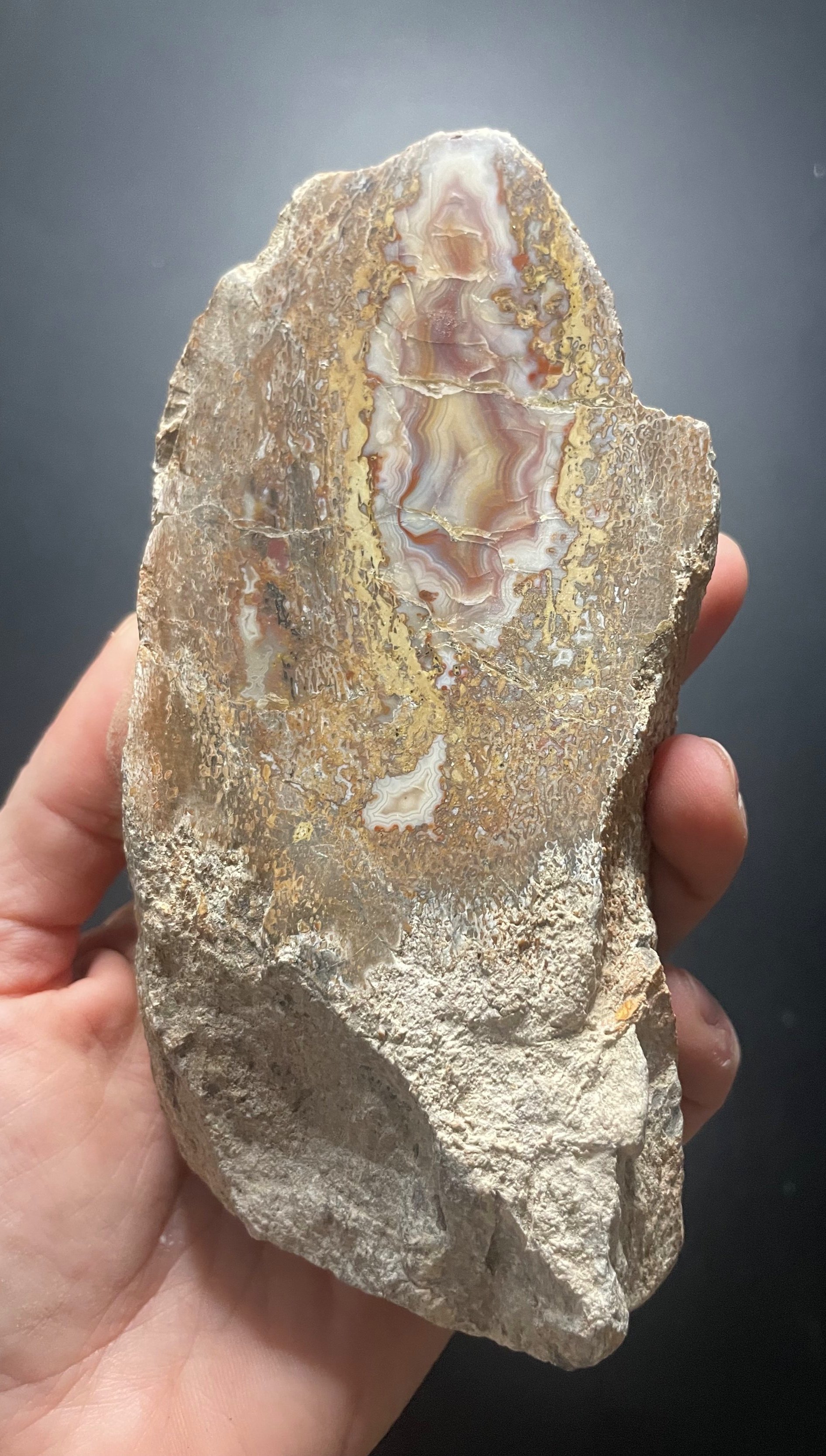Incredible Polished Multicolor Banded Agatized Dinosaur Gem Bone Specimen Jurassic Morisson