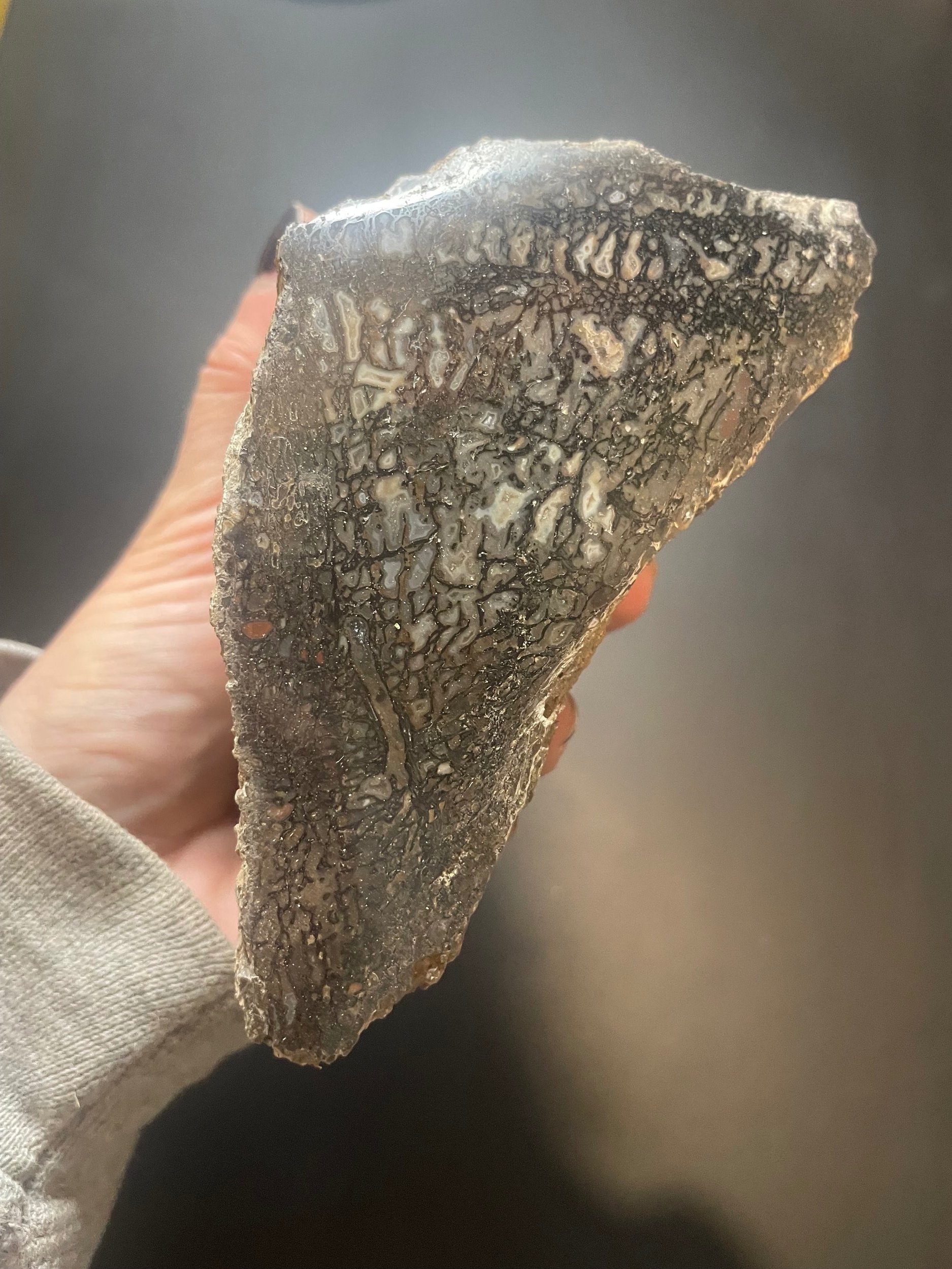 Nice Polished Agatized Dinosaur Gem Bone Specimen Large Cell Multicolor End Cut Jurrasic