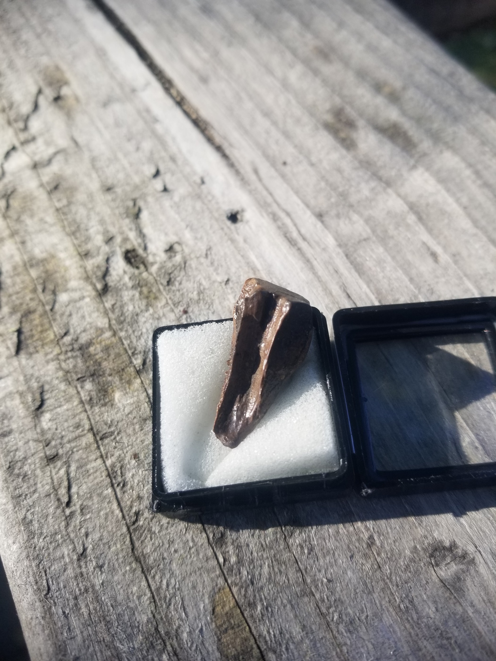 Nice Triceratops Tooth Fossil Specimen Hell Creek, MT