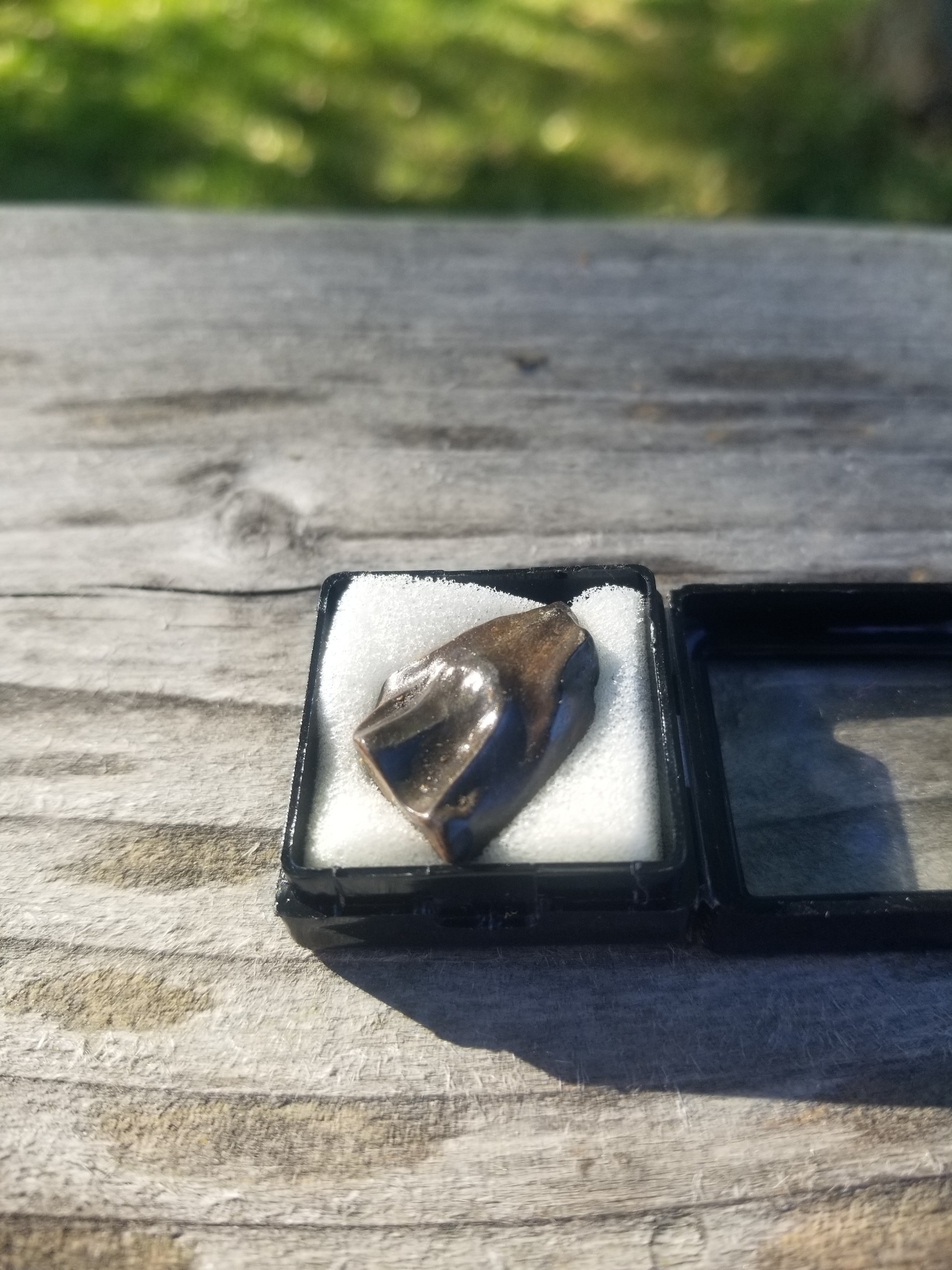 Nice Triceratops Tooth Fossil Specimen Hell Creek, MT