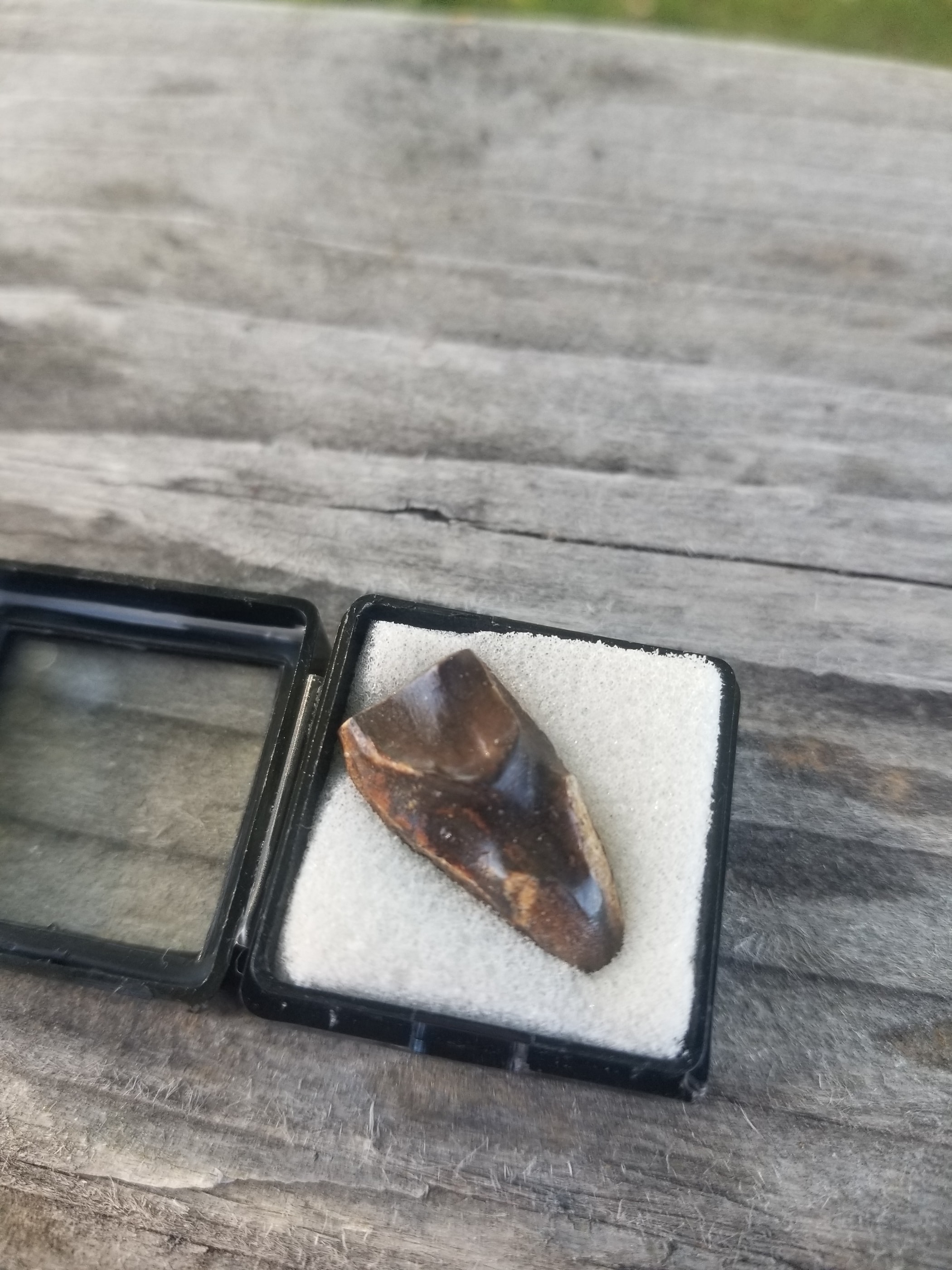 Nice Triceratops Tooth Fossil Specimen Hell Creek, MT