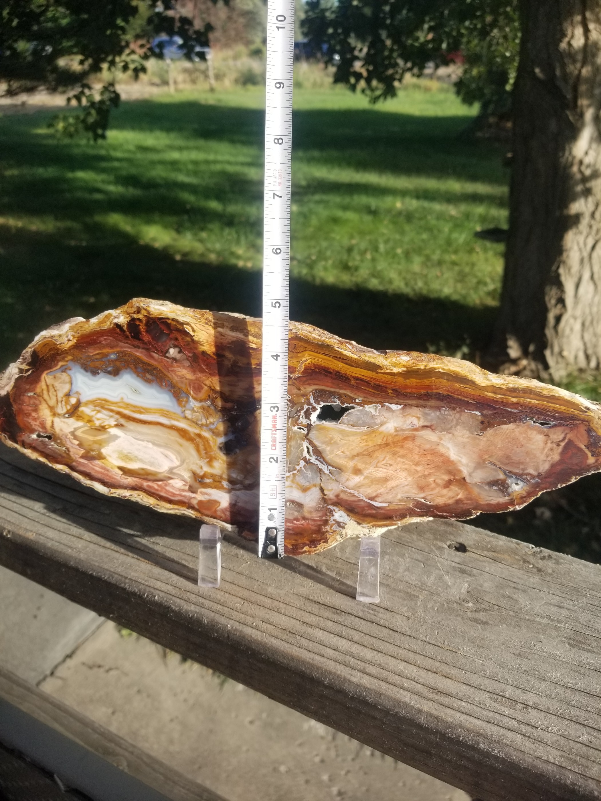 Large Unique Multicolor Tuscarora Petrified Agatized Wood Round Polished 12.75x5" NV