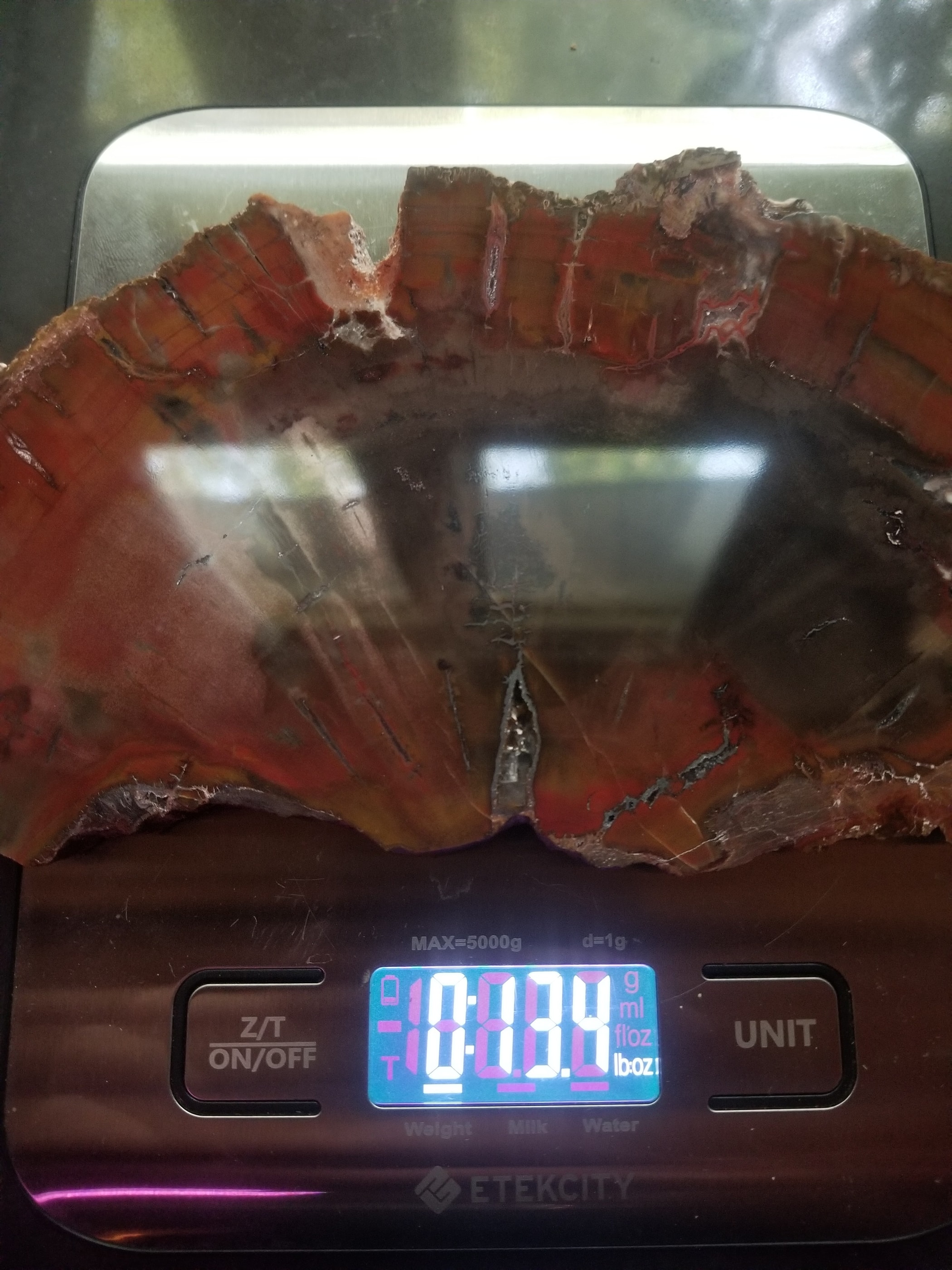 Beautiful Unique Polished Boulder Mountain Bogwood UT Petrified Wood Round 7.25x5" 1+Lb