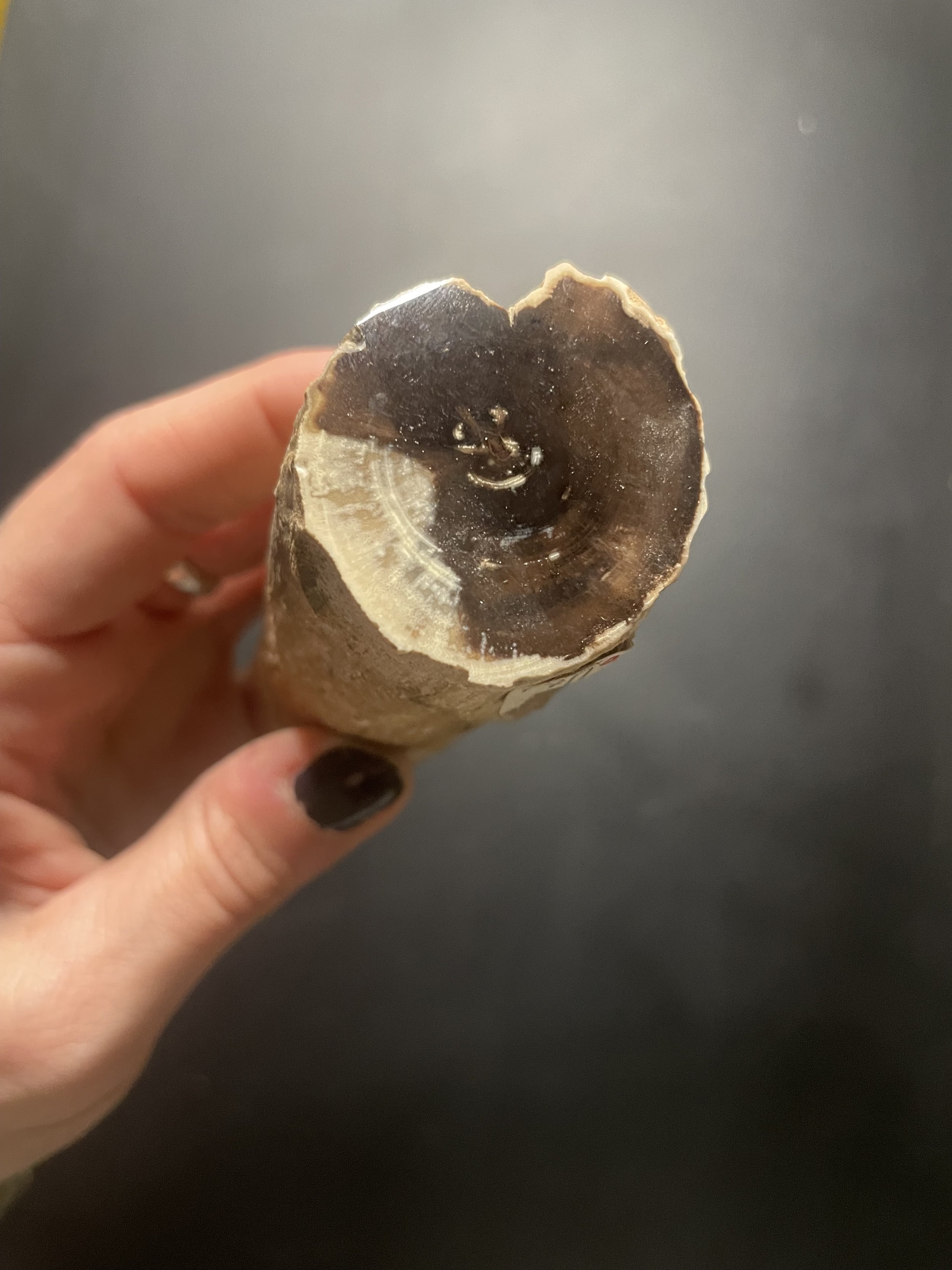Nice Polished Blue Forest Petrified Wood Limb- Wyoming Agatized Wood Eden Valley